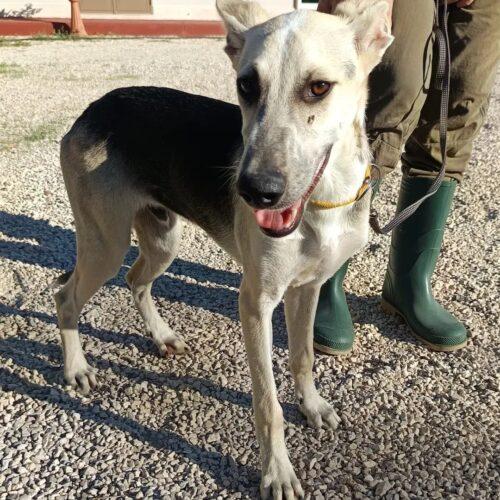 Pierino - 8 Mesi (Nato Indicativamente Il 18 Febbraio 2025)  - Meticcio  - Taglia: Media  